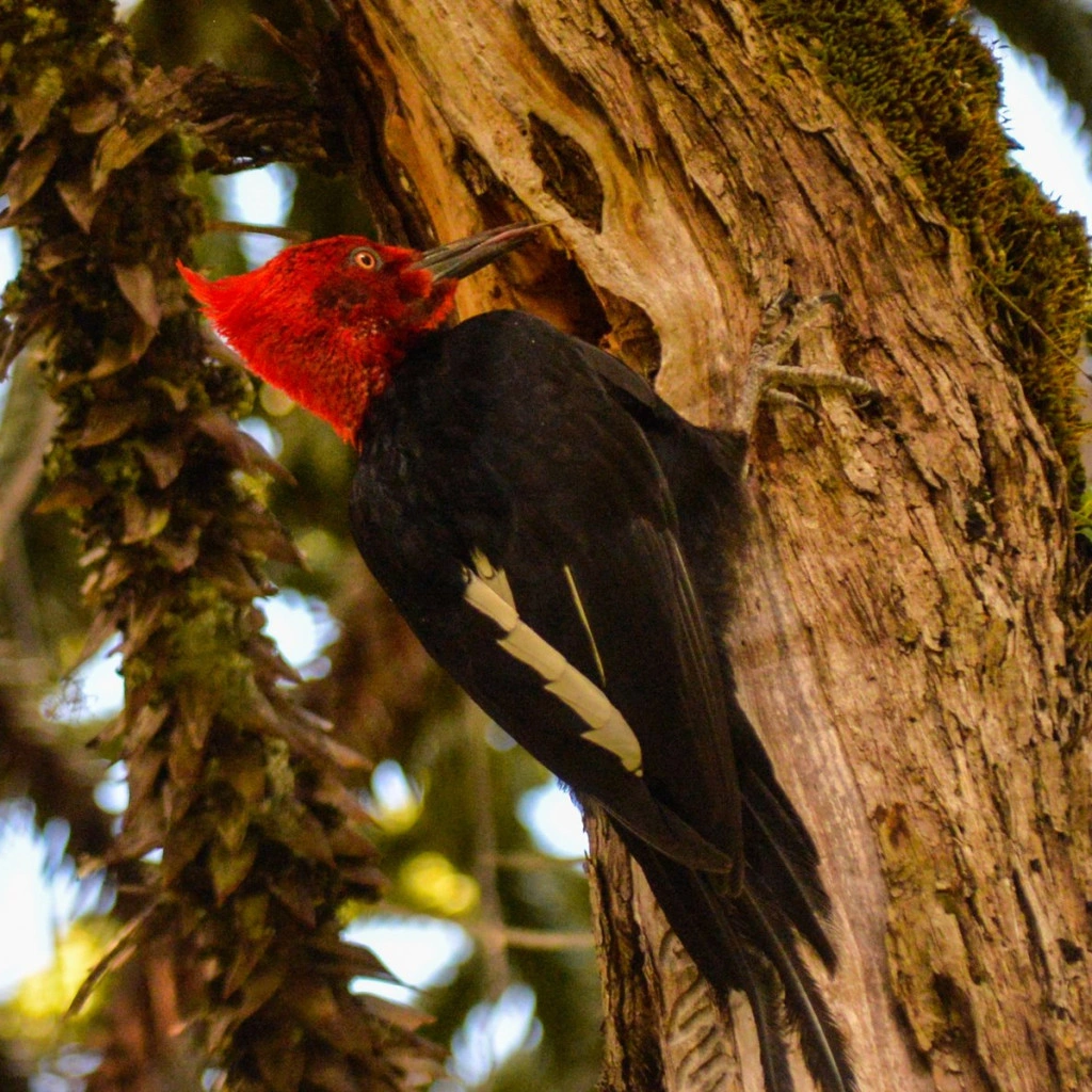 Araucarias del sur de Chile